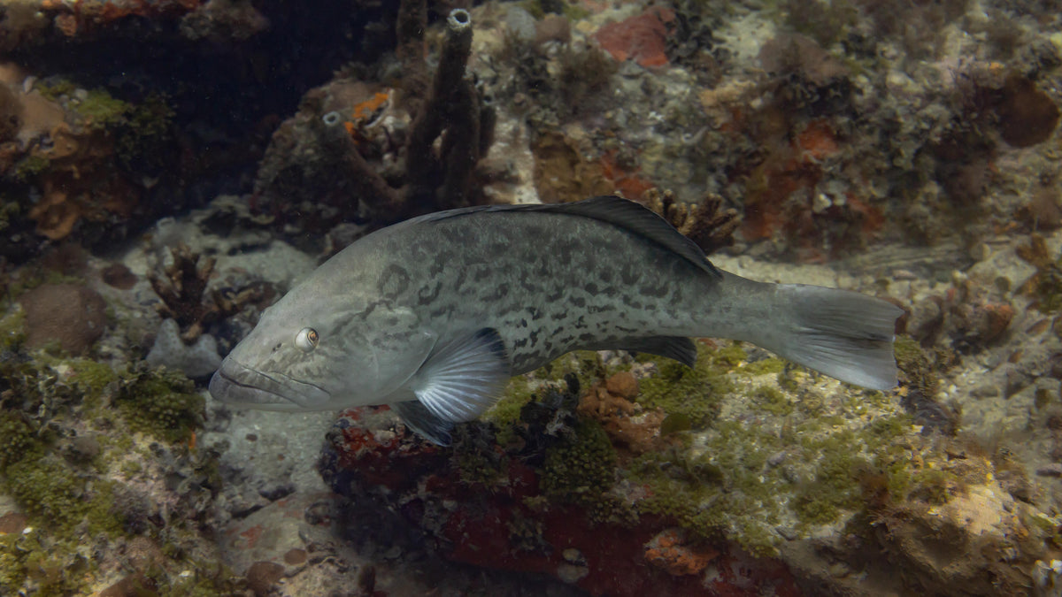 Gag Grouper Season 2026: Building the Right Setup for Florida’s Gulf Coast