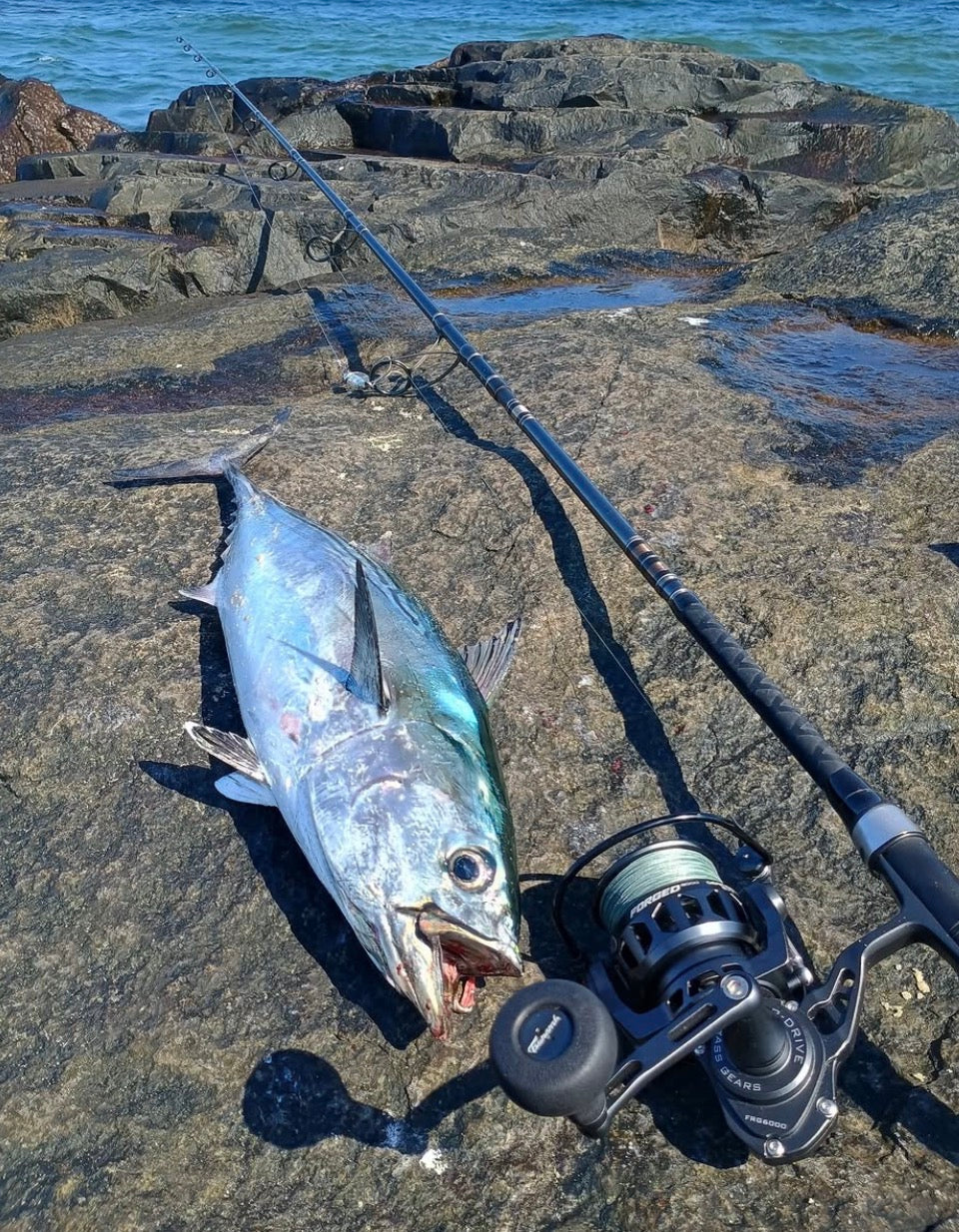 Fall Hardtails: Matching the Bait Along the New England and New York Coast