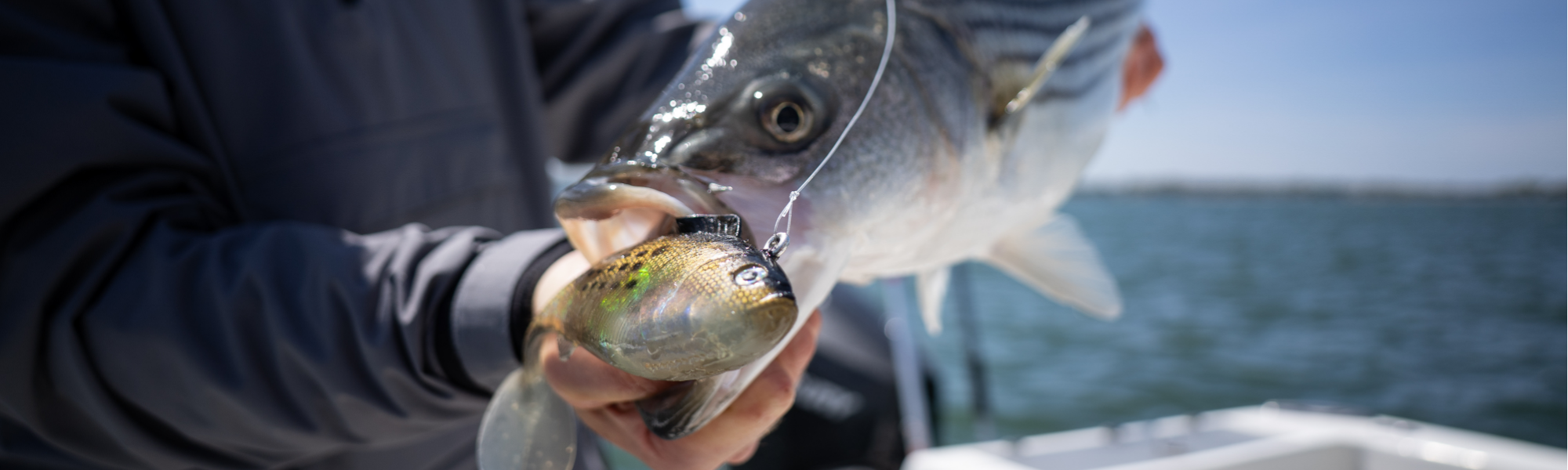 Tsunami Bait & Tackle, featuring a Striped Bass that ate a Tsunami Deep Shad