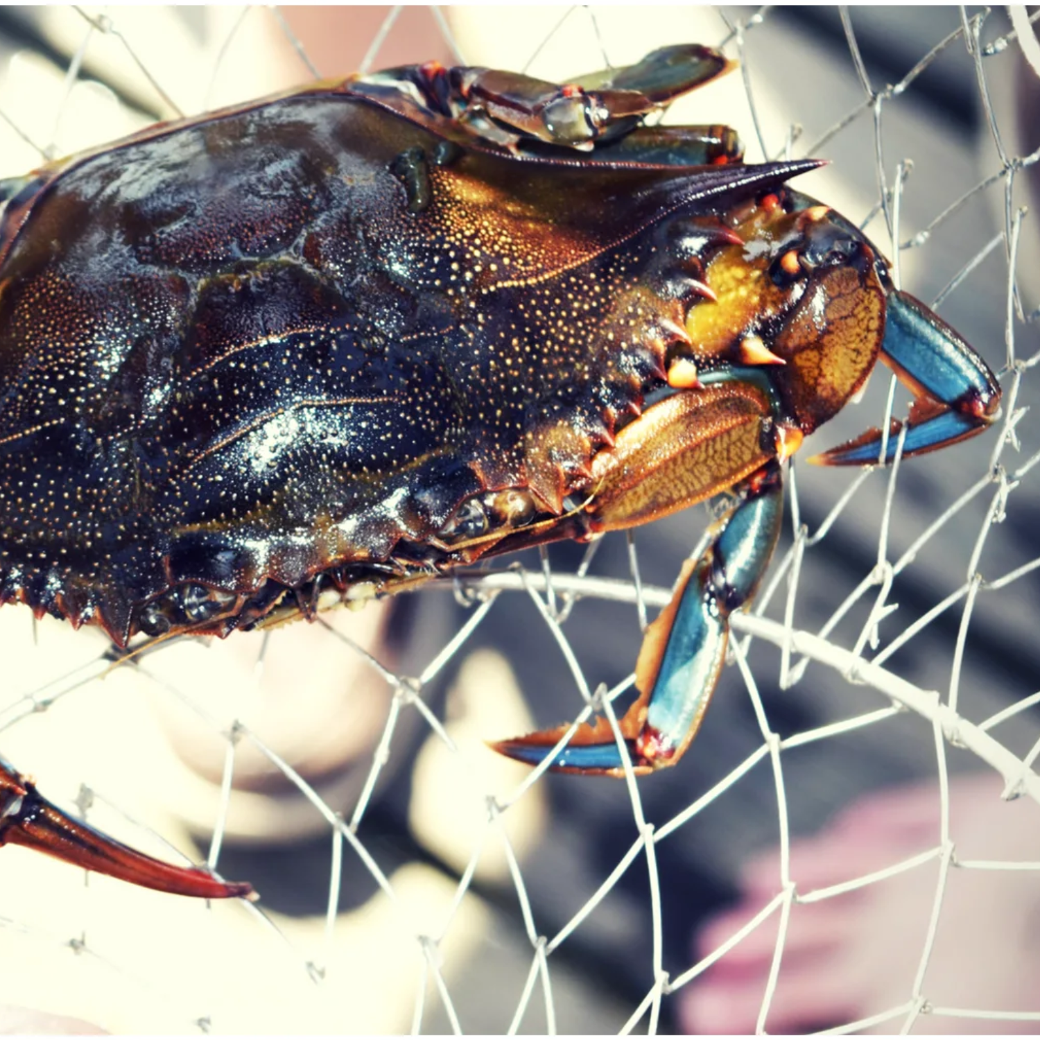 Two Ring Cotton Crab Trap