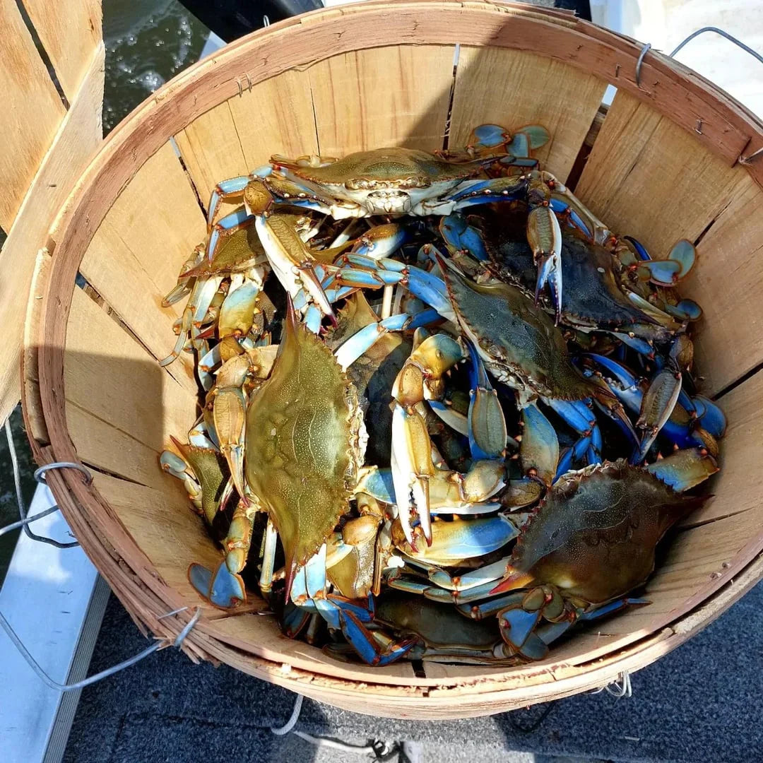 Two Ring Cotton Crab Trap