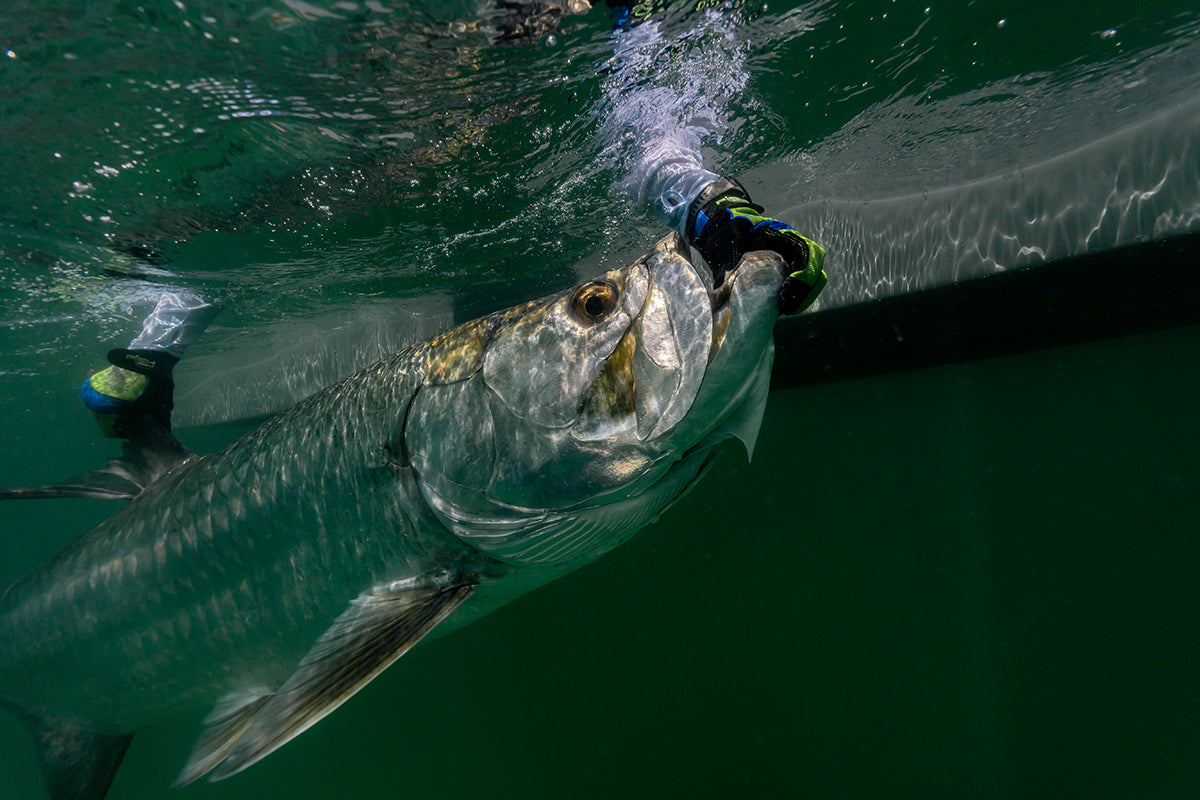 The Start of Tarpon Season 2026