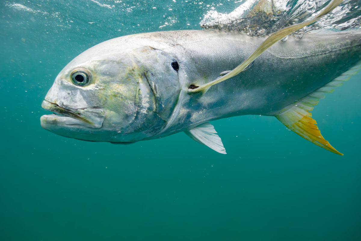 Florida Mullet Run 2026: Tarpon, Snook and Jacks From the Surf