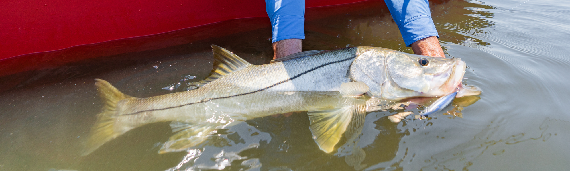 Tsunami Baits and Lures, featuring a Snook that ate a Tsunami Tidal Pro IPOP Popper