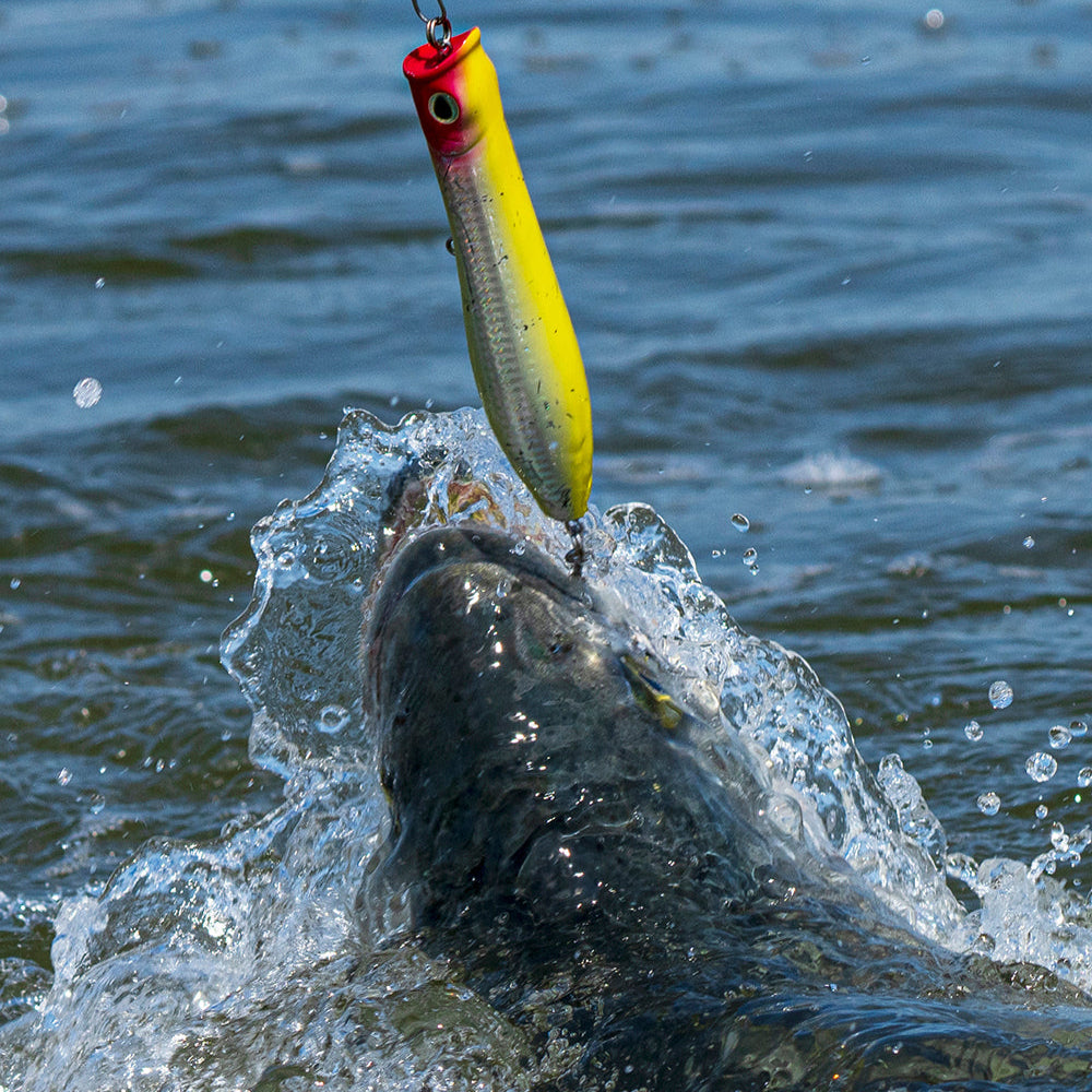 Tsunami Talking Poppers – Tsunami Fishing Tackle